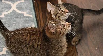 A baby medium-sized male Tabby (Brown / Chocolate) Domestic Short Hair cat named Gene Kelly and Grace for adoption in Mokena, IL