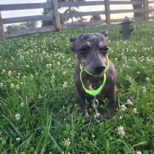 An adult small-sized female Black Xoloitzcuintli / Mexican Hairless dog named Carry D for adoption in Frankfort, KY