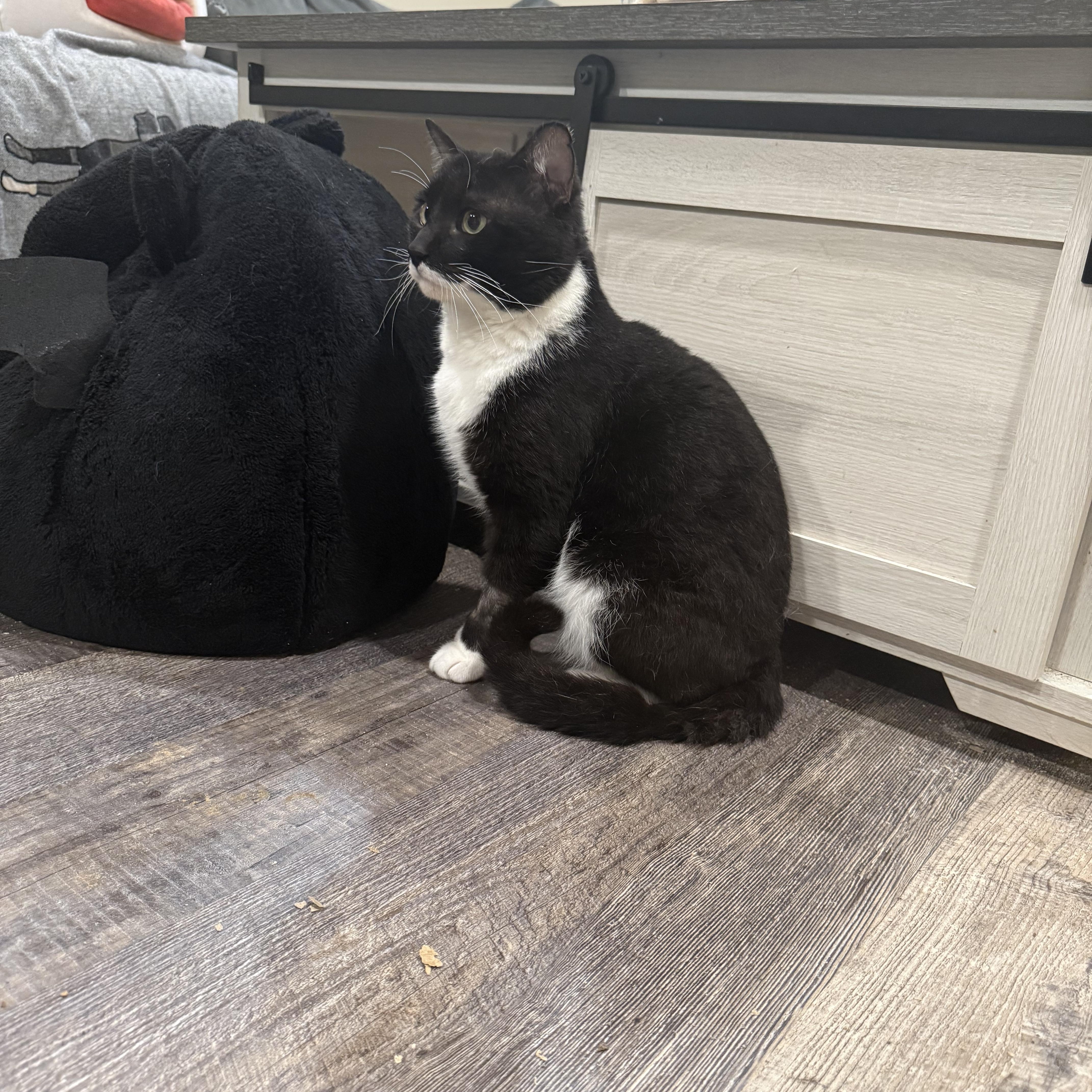 An adult large-sized male American Shorthair cat named Joe for adoption in Newark, NJ