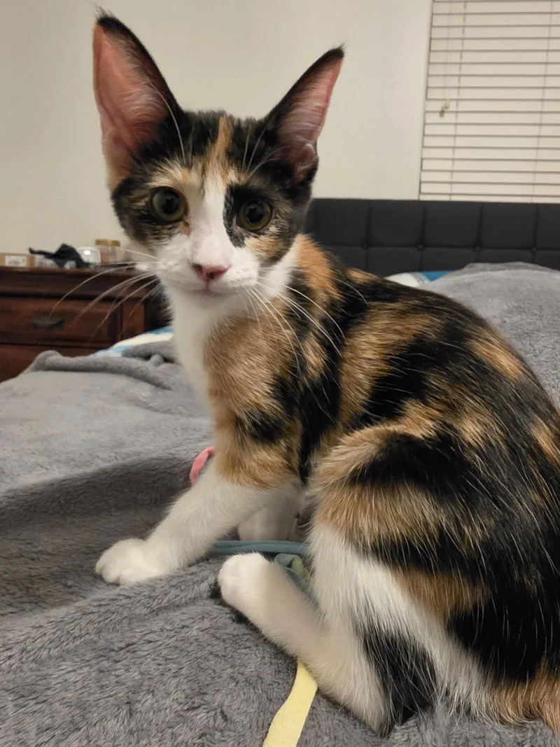 A baby medium-sized female Domestic Short Hair cat named Elina for adoption in Glendale, AZ