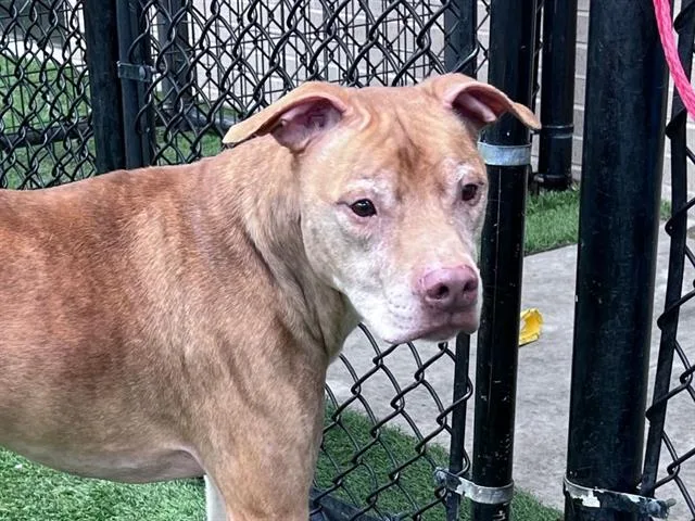 An adult large-sized male Pit Bull Terrier dog named Tyson for adoption in Dallas, TX