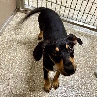A baby large-sized male Black and Tan Coonhound dog named Cody for adoption in Clyde, NC