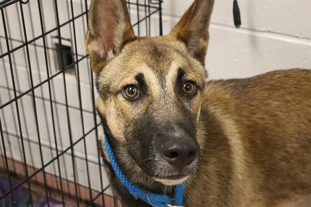 A young medium-sized male Mixed Breed dog named Rusty for adoption in Columbia, SC