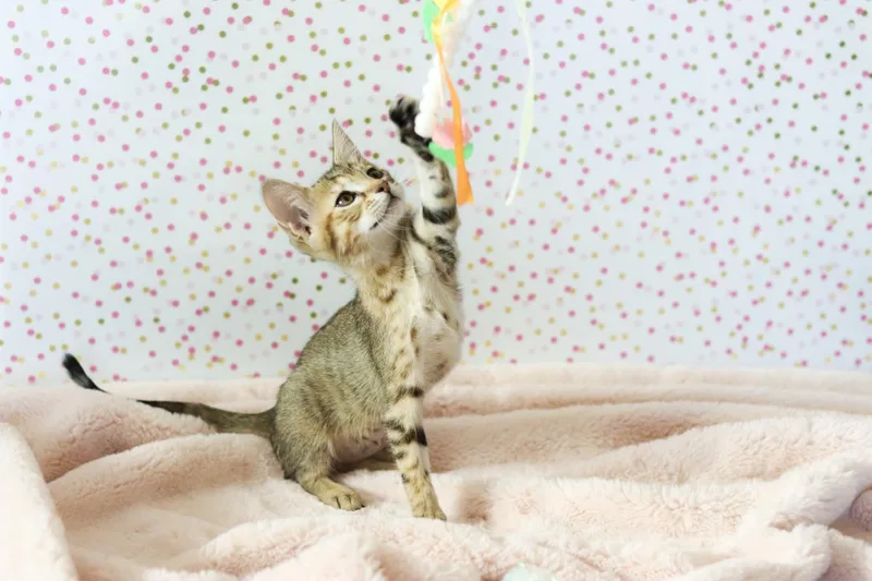 A baby small-sized female Brown / Chocolate Torbie cat named Duchess Cuddlestoo for adoption in Chandler, AZ