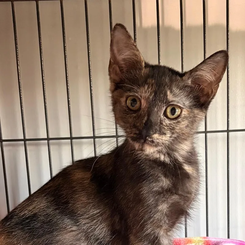 A baby small-sized female Tortoiseshell Domestic Short Hair cat named Disney for adoption in Bradenton, FL