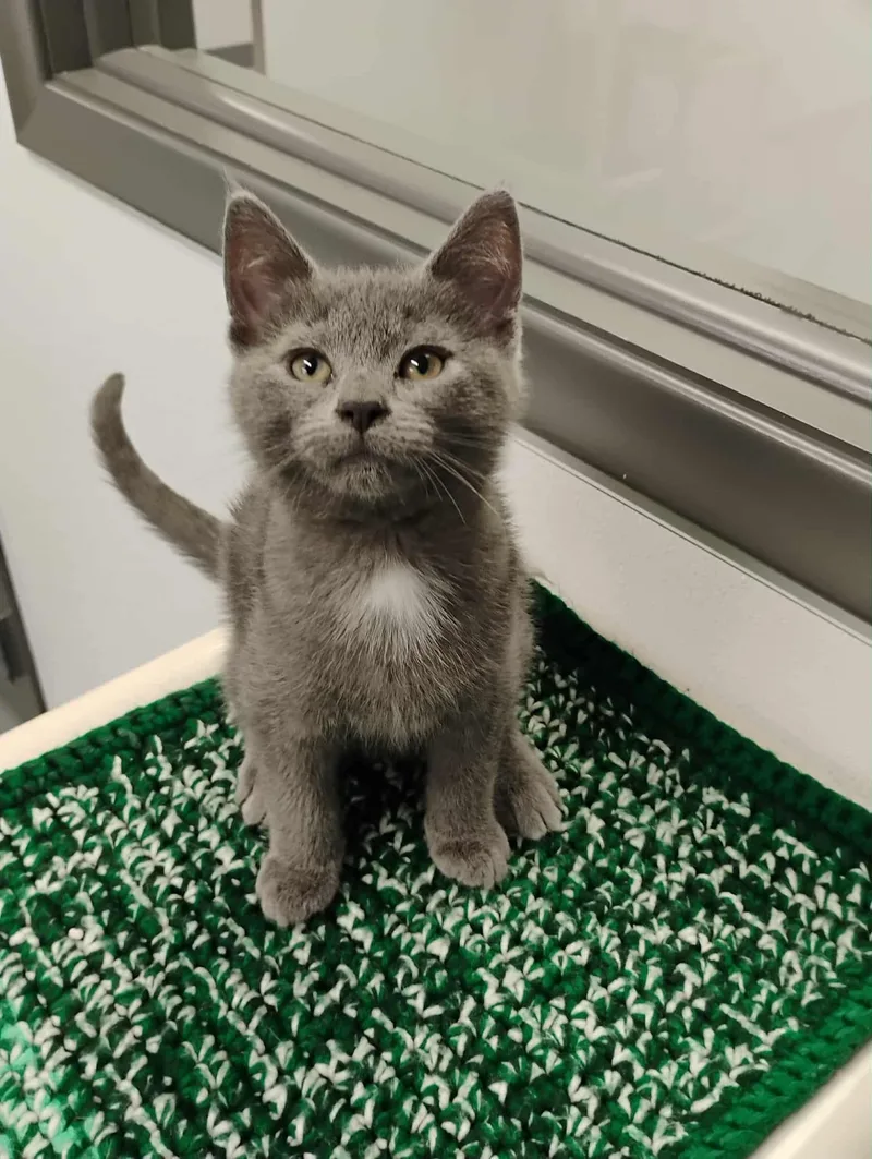 A baby small-sized male Gray & White Domestic Short Hair cat named Miles Gray for adoption in Kalamazoo, MI