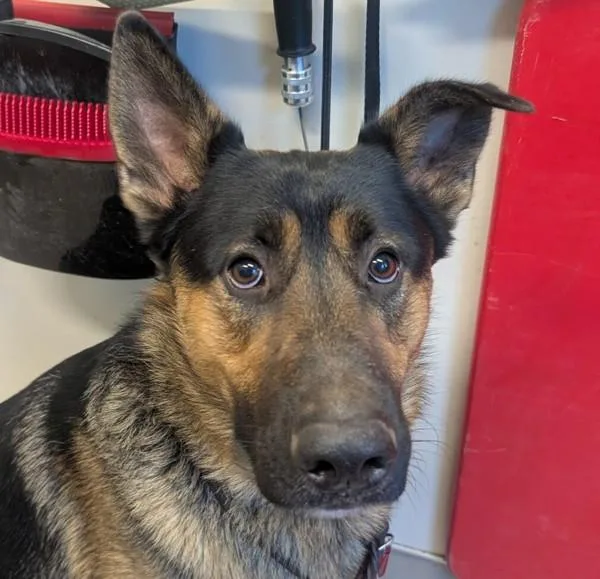 A young large-sized male German Shepherd Dog dog named Shadow for adoption in El Cajon, CA