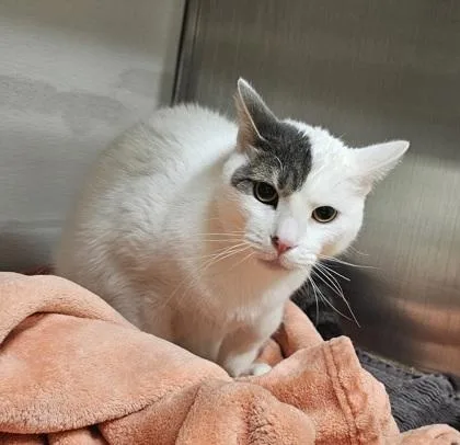 An adult small-sized male Domestic Short Hair cat named Rufus for adoption in Phoenix, AZ