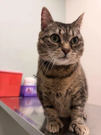 A young large-sized female Brown / Chocolate Domestic Short Hair cat named Peanut for adoption in Annapolis, MD