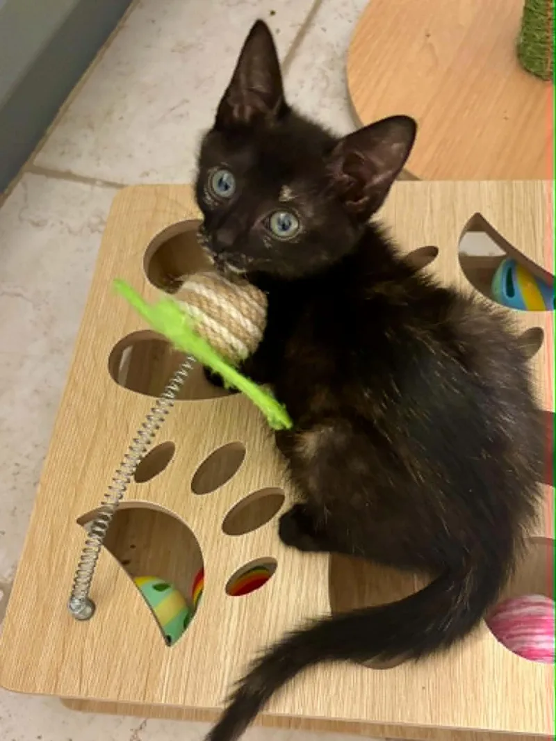 A baby medium-sized female Tortoiseshell Domestic Short Hair cat named Billie Jean for adoption in Overland Park, KS