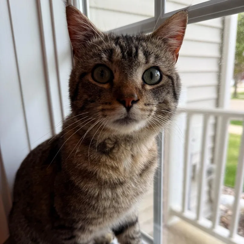 An adult small-sized male Brown / Chocolate American Shorthair cat named Found Unk for adoption in Rochester, MN