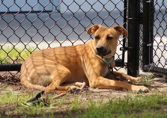 A young medium-sized male Labrador Retriever dog named Relish for adoption in Ocala, FL