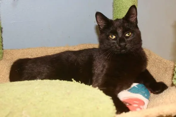 A baby medium-sized male Black Domestic Short Hair cat named Super for adoption in Brazil, IN