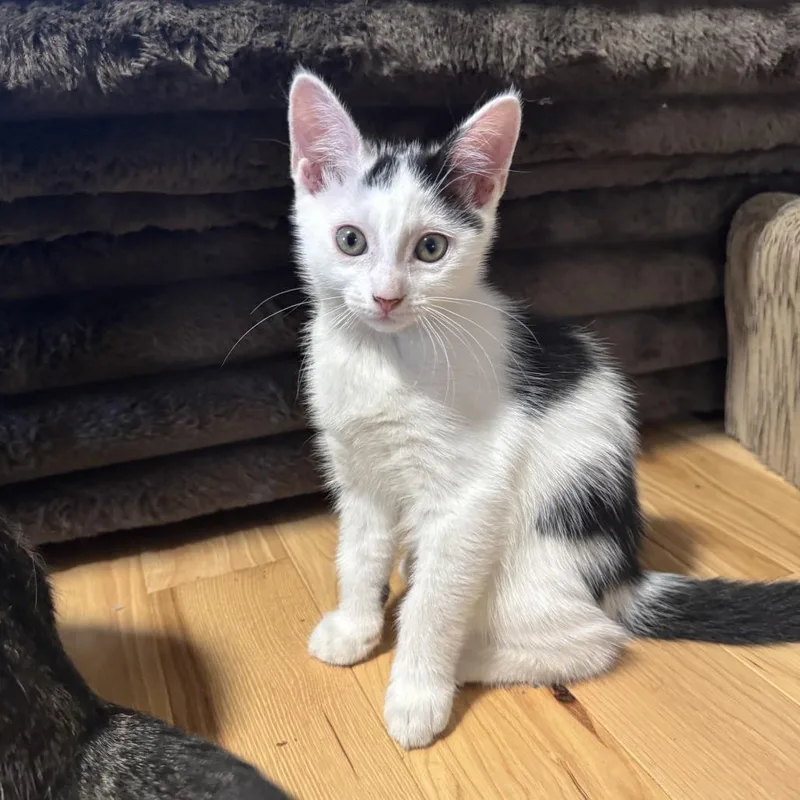 A baby small-sized female White Domestic Short Hair cat named Pigeon for adoption in Brooklyn, NY