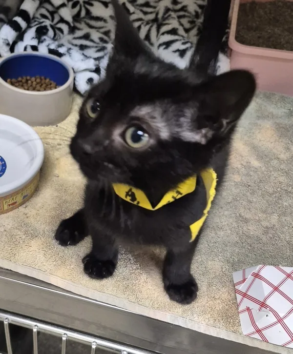 A baby medium-sized female Domestic Short Hair cat named Hadley for adoption in Napa, CA
