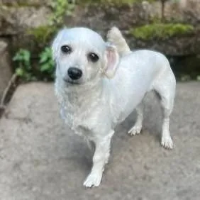 An adult small-sized female White / Cream Mixed Breed dog named Noemi Chanel for adoption in Long Island City, NY