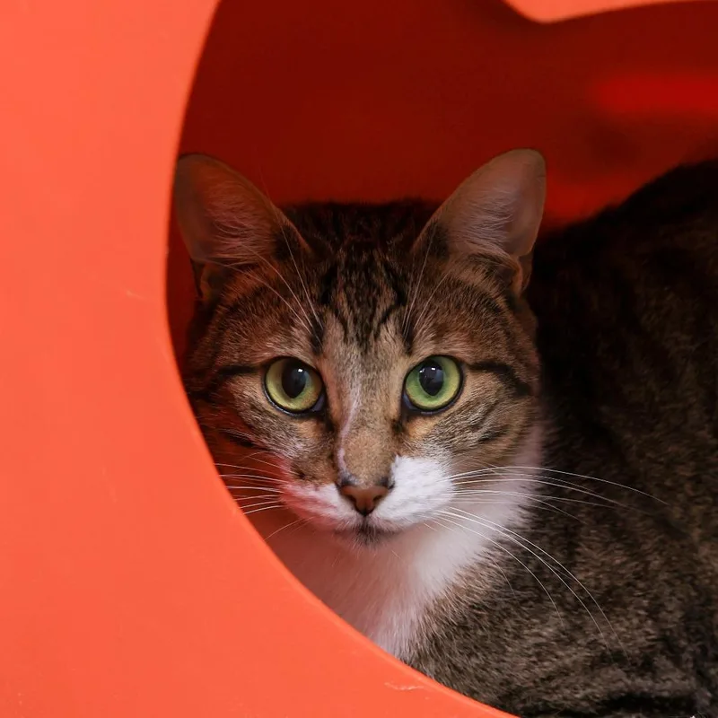 An adult medium-sized male Brown / Chocolate Domestic Short Hair cat named Bambi for adoption in Los Angeles, CA