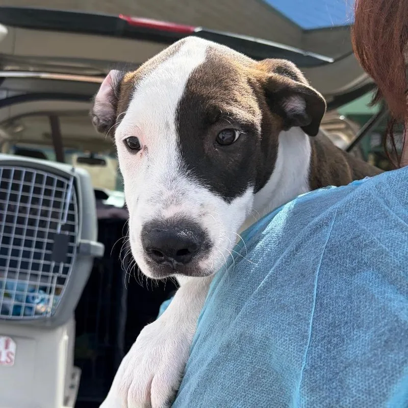 A baby medium-sized male Brown / Chocolate Border Collie dog named Starburst for adoption in Reno, NV