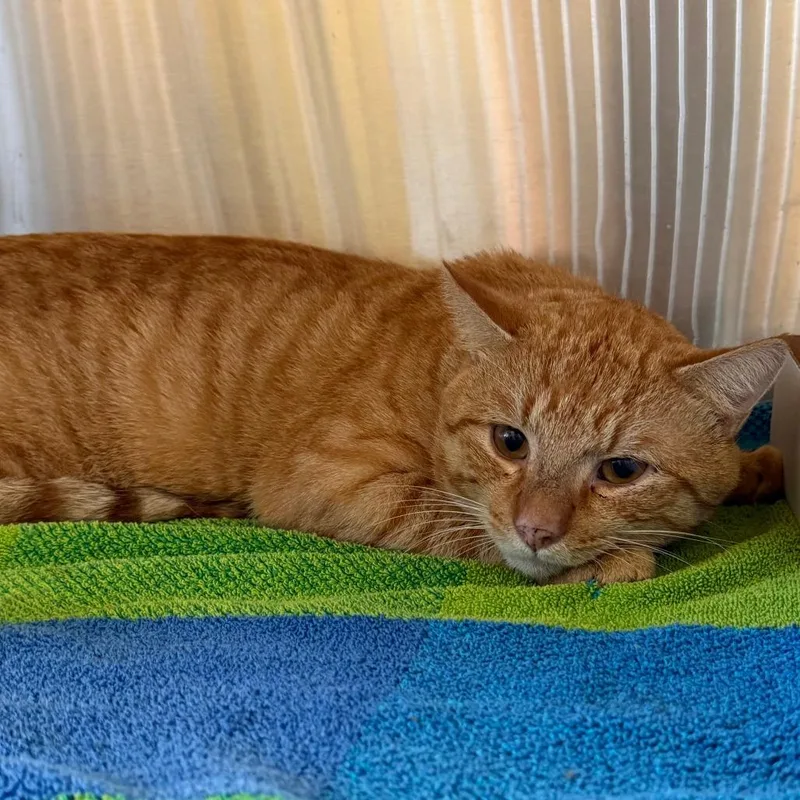 An adult large-sized male Orange / Red Domestic Short Hair cat named Butterfinger for adoption in Naples, FL