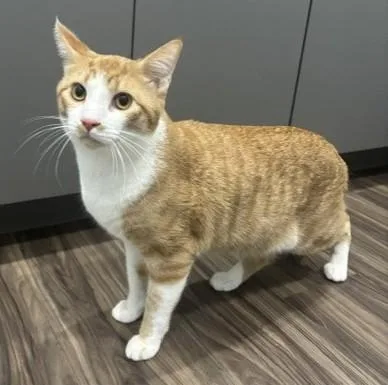 An adult large-sized male Orange & White Domestic Short Hair cat named Cullen for adoption in Pella, IA