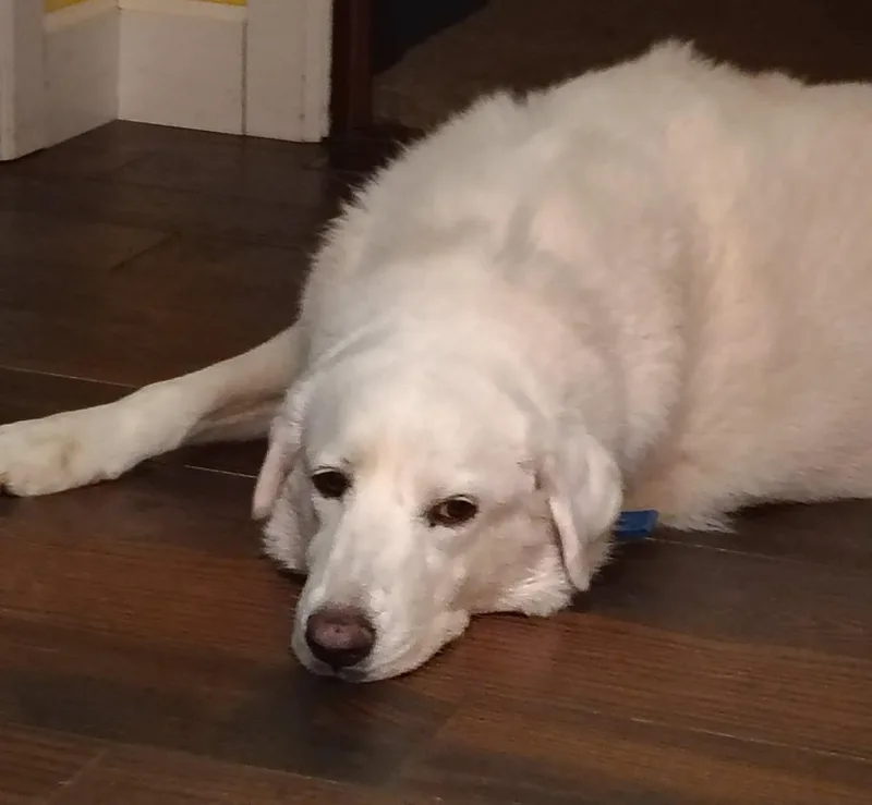 An adult large-sized female White / Cream Great Pyrenees dog named Kodah for adoption in Kiowa, OK