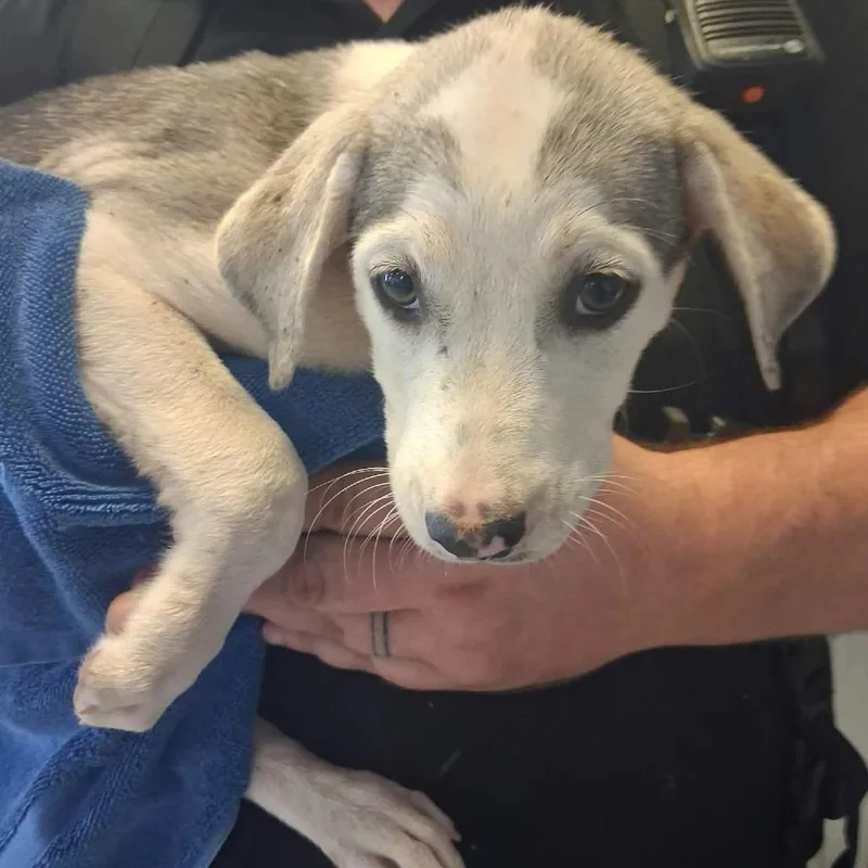 A baby small-sized female White / Cream Husky dog named Taco for adoption in Bastrop, TX