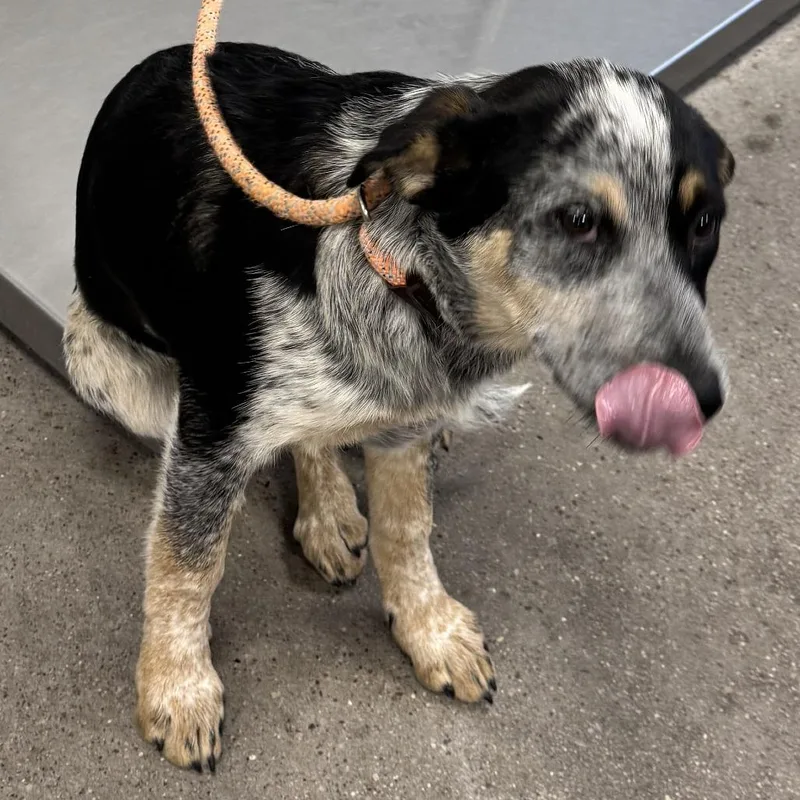 A baby medium-sized female Gray / Blue / Silver Mixed Breed dog named Buttercup for adoption in Las Cruces, NM