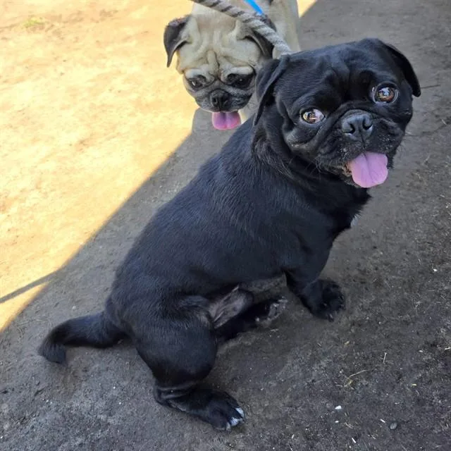 An adult small-sized male Pug dog named Malarky for adoption in Long Beach, CA