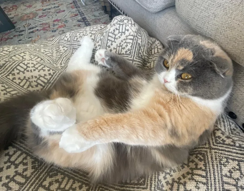 A young medium-sized female Scottish Fold cat named Cookie for adoption in Snow Hill, MD