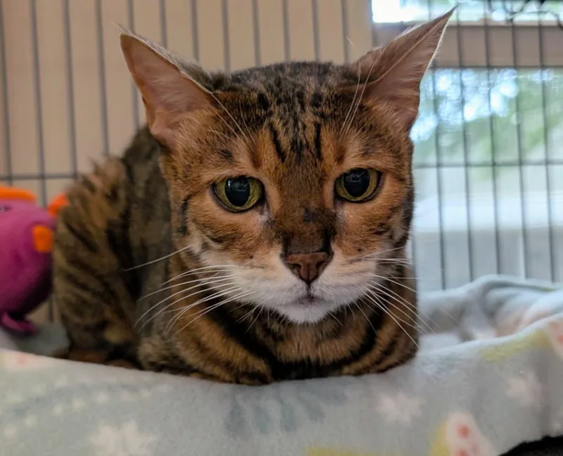 An adult medium-sized female Bengal cat named Bambi for adoption in Magnolia, TX