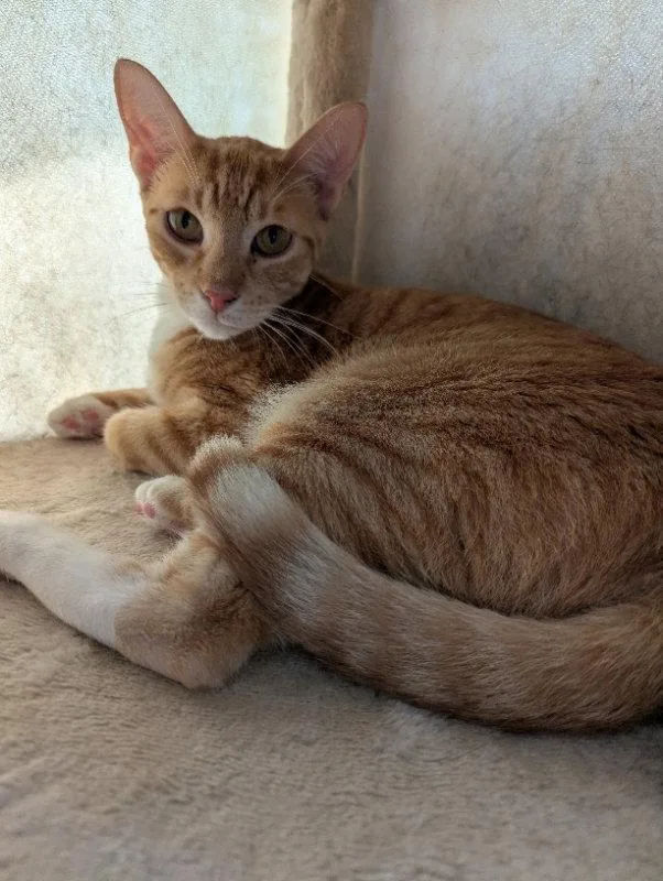 An adult medium-sized male Tabby cat named Punky for adoption in Ocala, FL