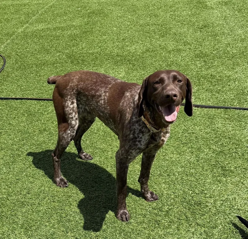 An adult medium-sized female German Shorthaired Pointer dog named Shadow for adoption in Kutztown, PA