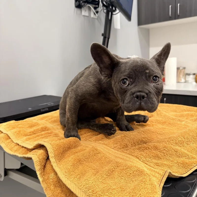 A young medium-sized male Gray / Blue / Silver French Bulldog dog named Jack for adoption in Sacramento, CA