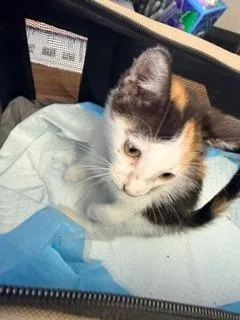 A baby small-sized female Domestic Short Hair cat named Clover for adoption in Los Angeles, CA