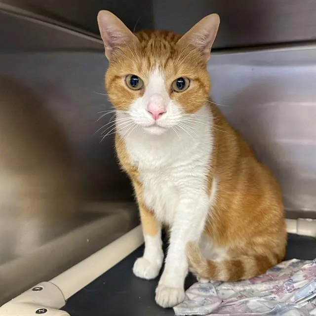 An adult large-sized male Domestic Short Hair cat named Merlin for adoption in Las Vegas, NV