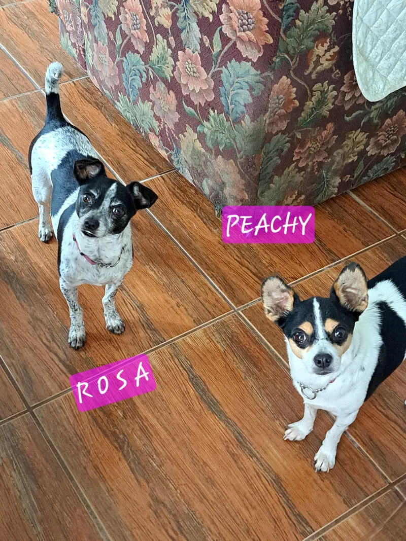An adult small-sized female Tricolor (Brown, Black, & White) Jack Russell Terrier dog named Peachy & Rosa for adoption in Maitland, FL