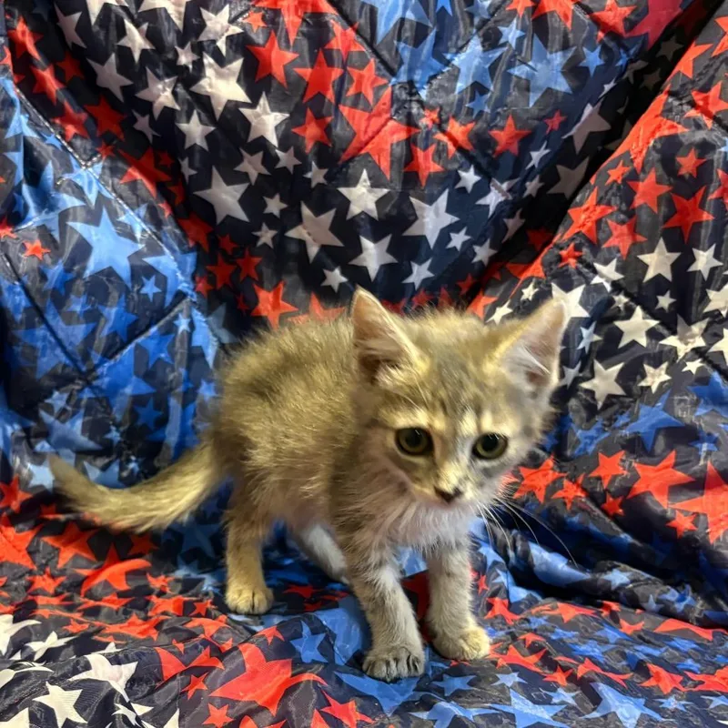 A baby small-sized female Gray / Blue / Silver Domestic Medium Hair cat named Voyager for adoption in Fredericksburg, VA