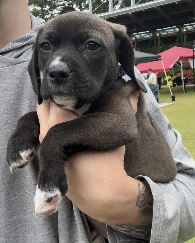 A baby small-sized female Labrador Retriever dog named Purple Collar Girl for adoption in Wendell, NC