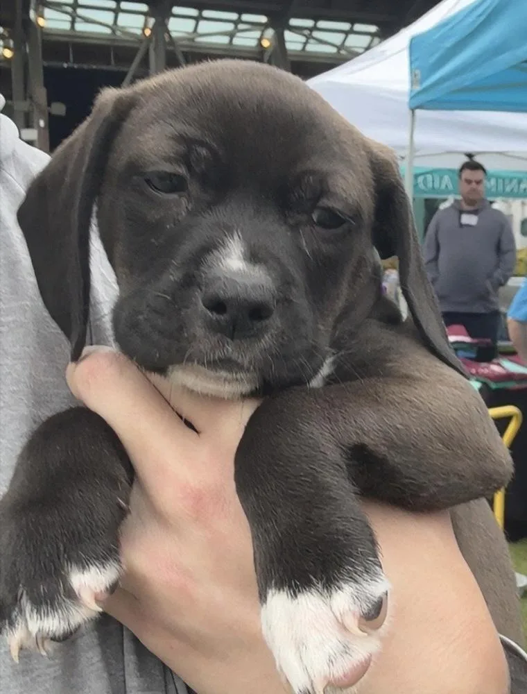 Purple Collar Girl thumbnail 2