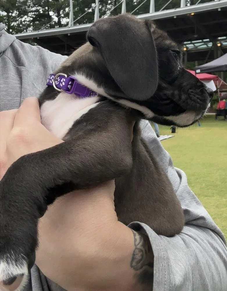 Purple Collar Girl thumbnail 3