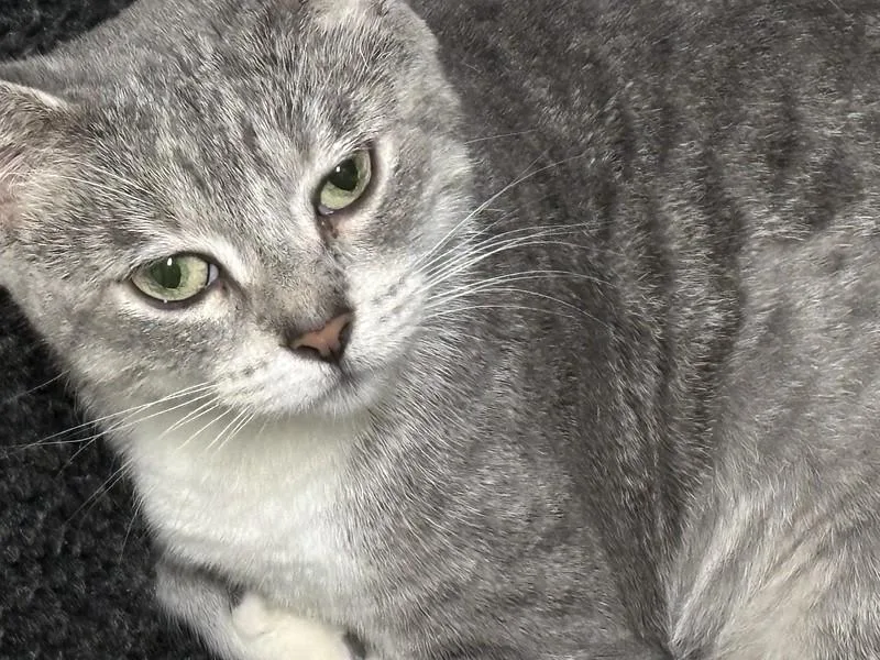 Broom Hilda thumbnail 2