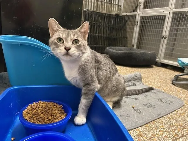 Broom Hilda thumbnail 3