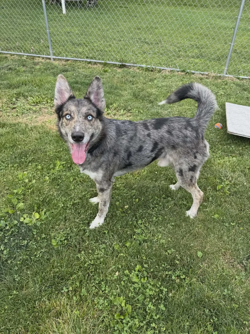 An adult medium-sized male Merle (Blue) Husky dog named Cosmo for adoption in Chambersburg, PA