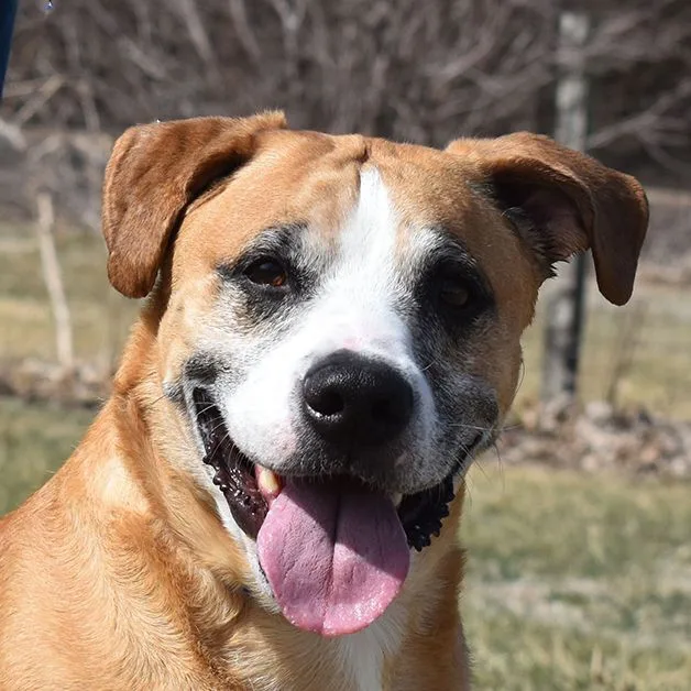 Bernie Boxer thumbnail 2