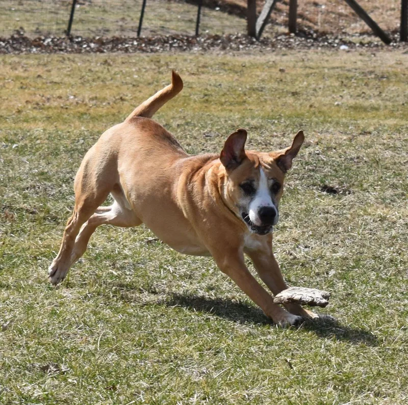 Bernie Boxer thumbnail 3