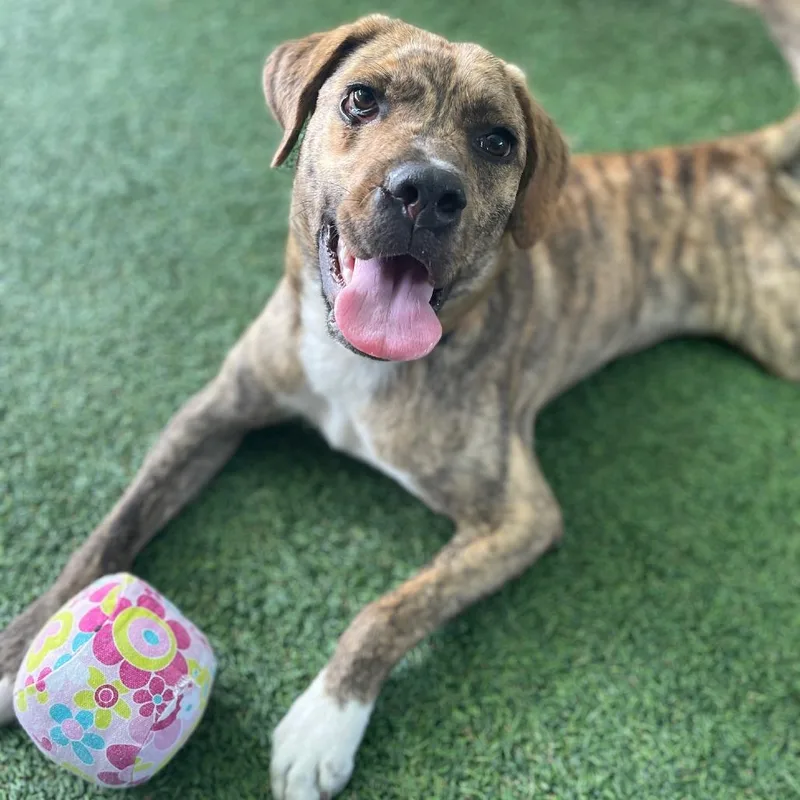 A young medium-sized male Brindle Mixed Breed dog named Pickles for adoption in Bradenton, FL