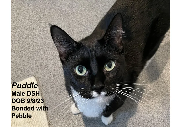 A young extra large-sized male Black & White / Tuxedo Domestic Short Hair cat named Puddle for adoption in Lincoln, NE