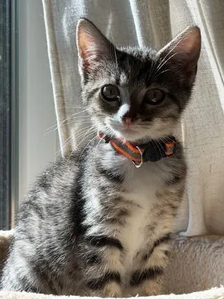 A baby small-sized female Tabby (Brown / Chocolate) Domestic Short Hair cat named Valentina for adoption in Nashville, TN