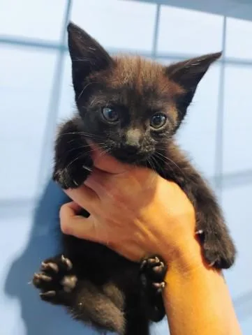 A baby small-sized male Domestic Short Hair cat named Broccoli for adoption in San Bernardino, CA