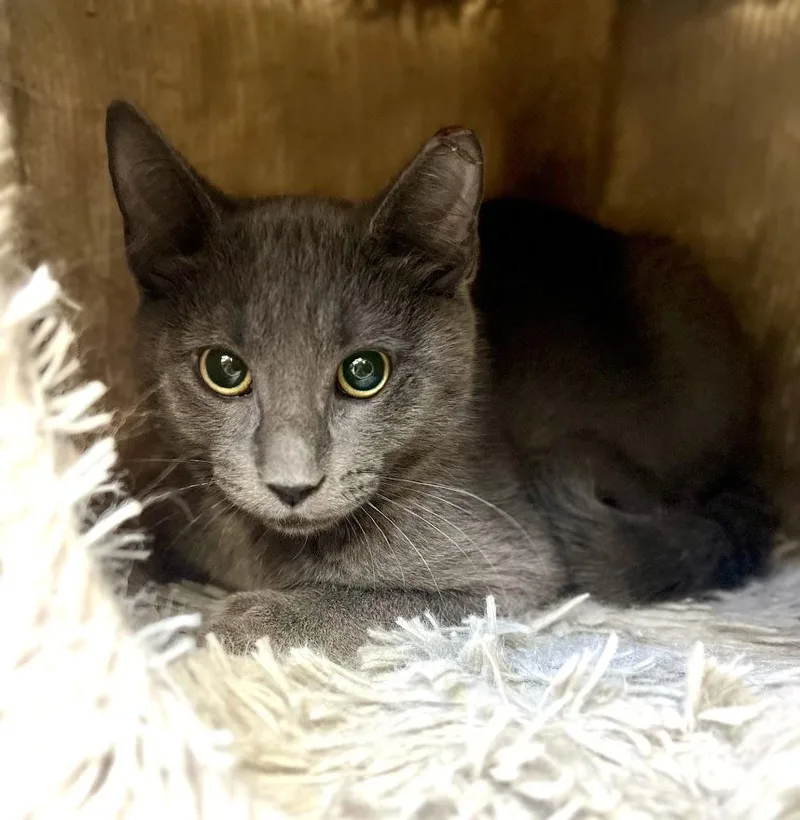 A baby medium-sized male Gray / Blue / Silver Domestic Short Hair cat named Finn for adoption in New Rochelle, NY